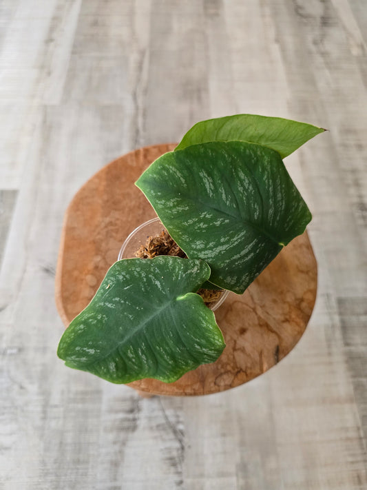 Monstera dubia (RC)