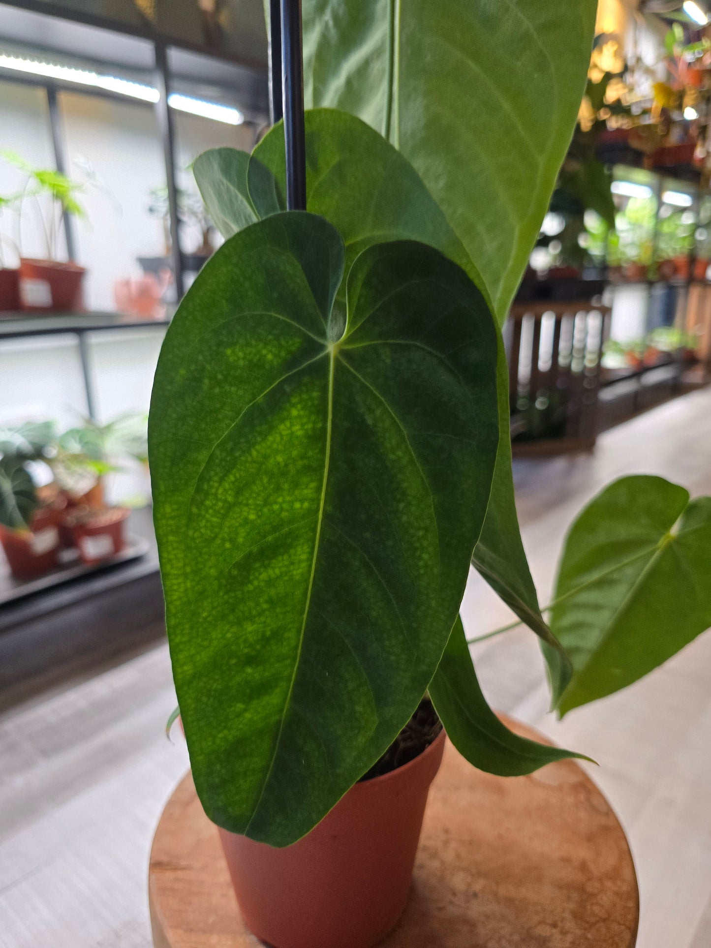 Anthurium queremalense