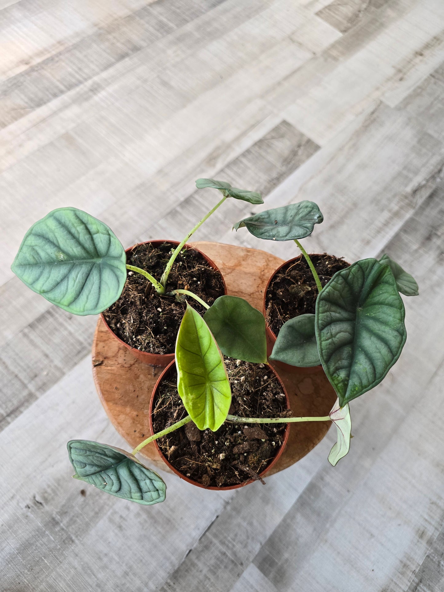 Alocasia nebula