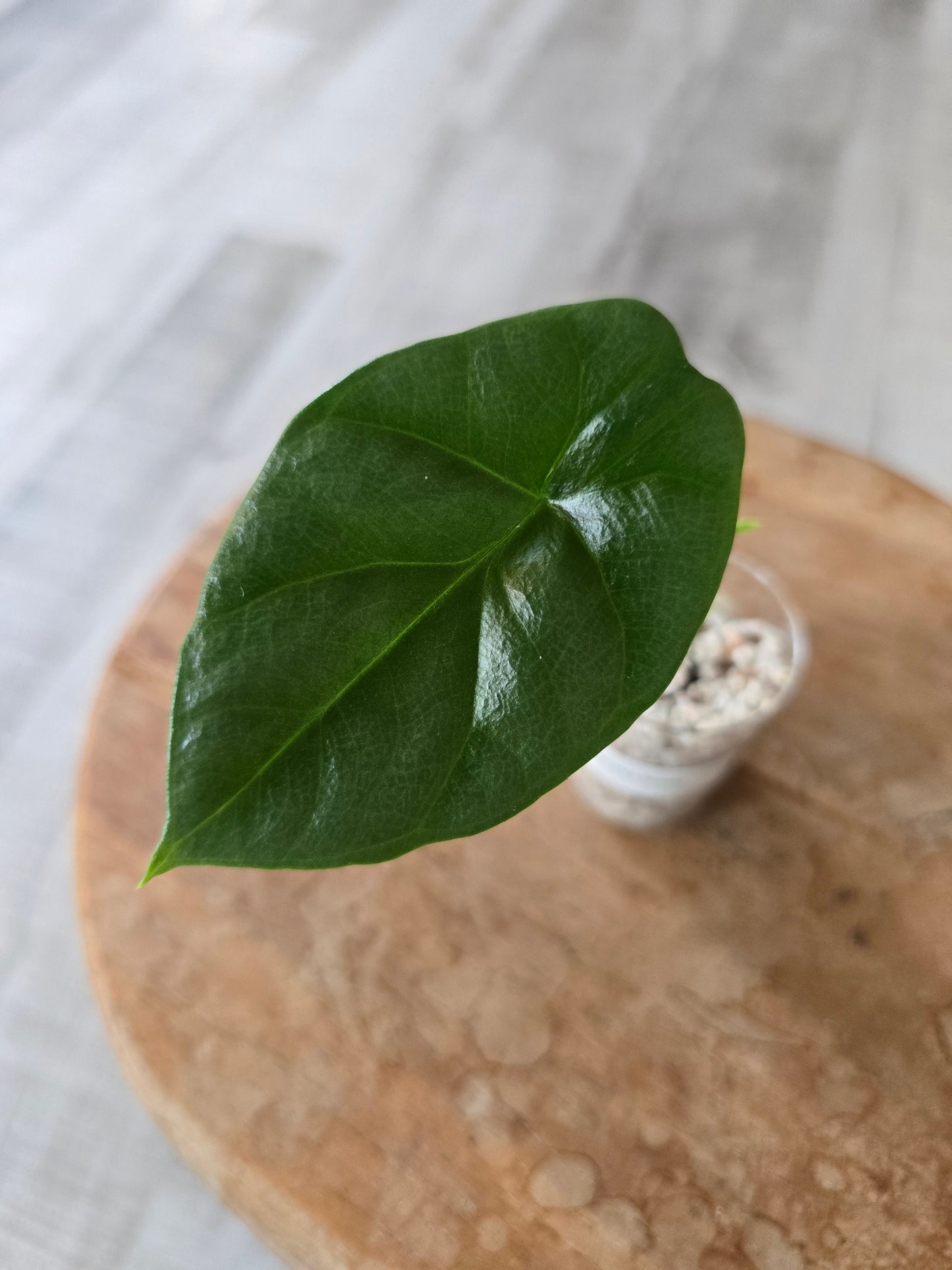 Alocasia Sinuata (JP)