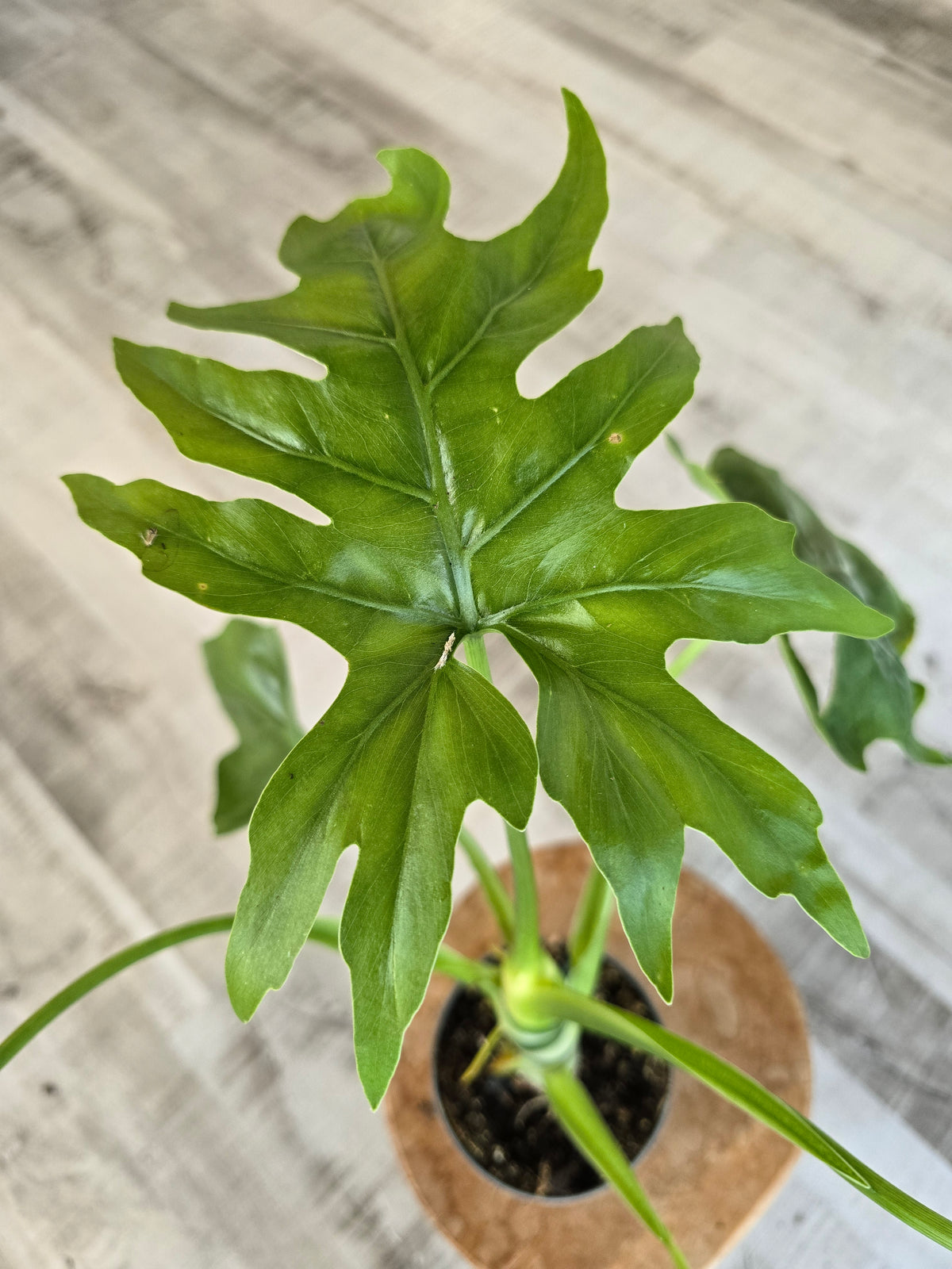 Philodendron warszewiczii