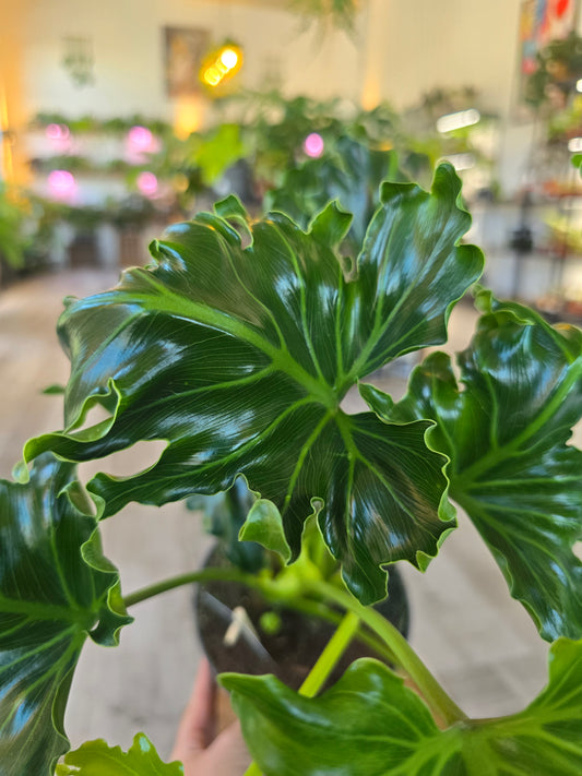 Philodendron Atlantis