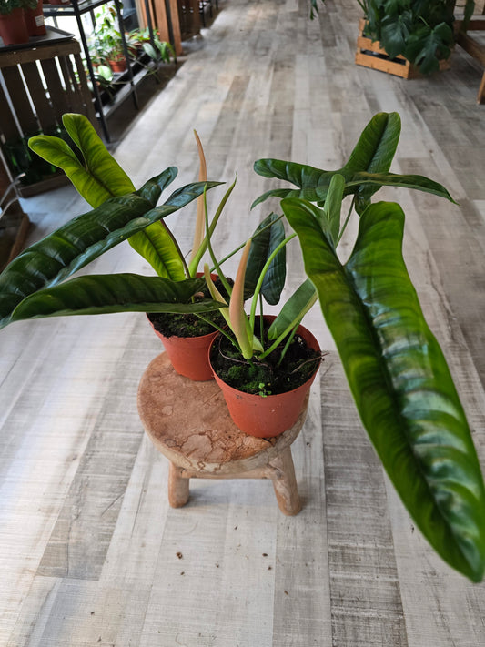 Philodendron Felix