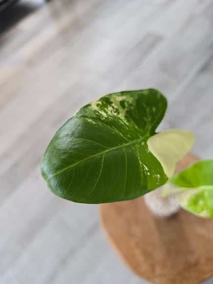 Alocasia Macrorrhiza albo variegata