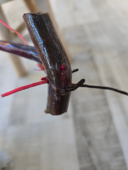 Philodendron Strawberry Shake Cutting 1