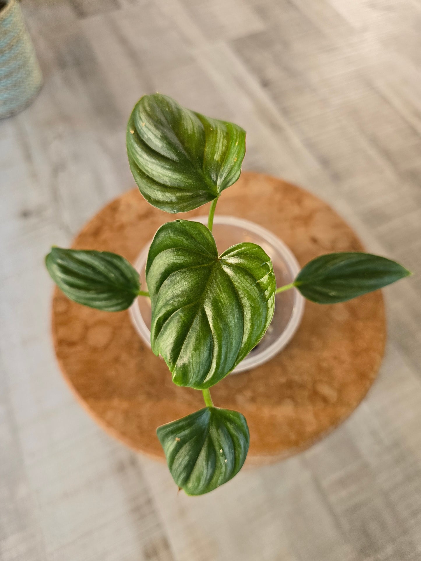 Philodendron Plowmanii (JP)