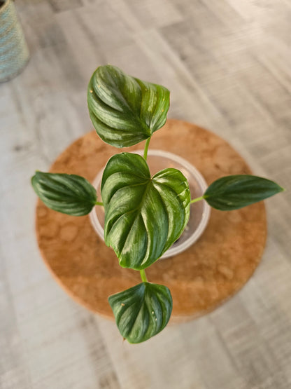 Philodendron Plowmanii (JP)