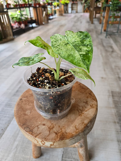 Alocasia Macrorrhiza Splash (JP2)