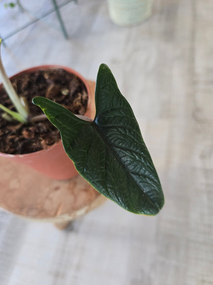 Alocasia Scalprum (SC)