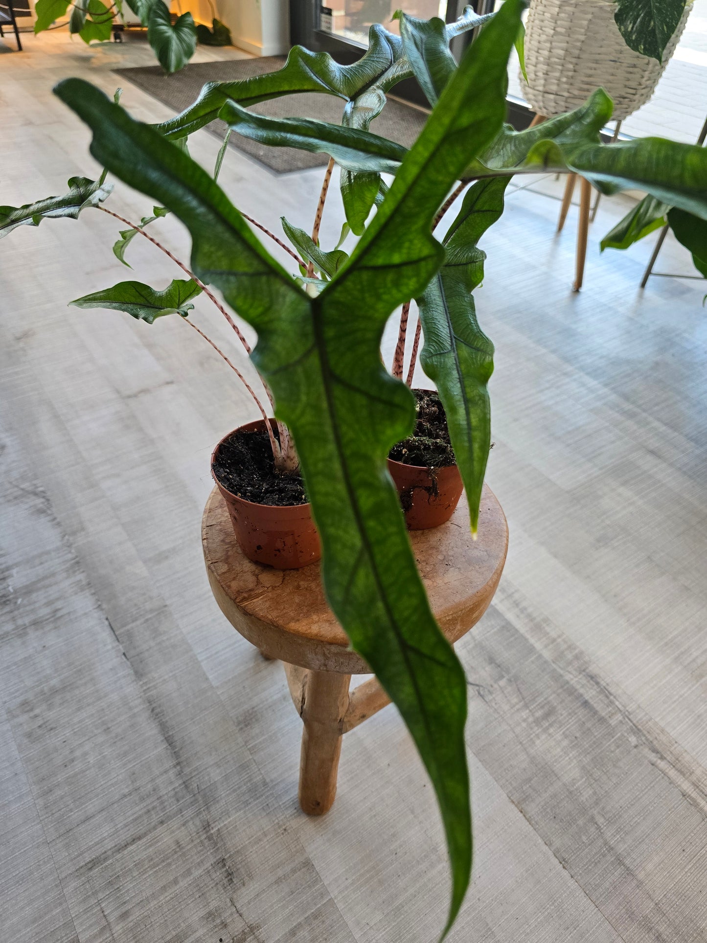 Alocasia Sabrina 'Narrow'