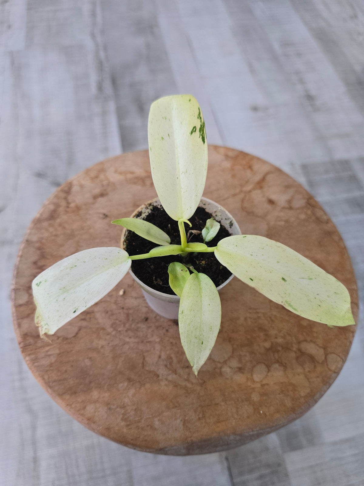 Philodendron Whipple Way