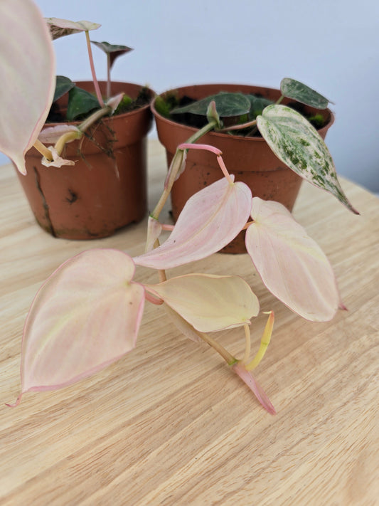 Philodendron scandens micans pink marble variegata