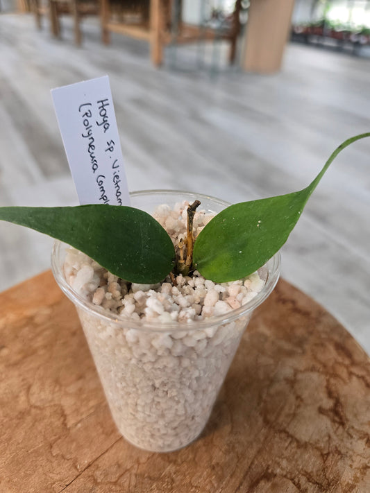 Hoya sp Vietnam (Polyneura Complex) RC