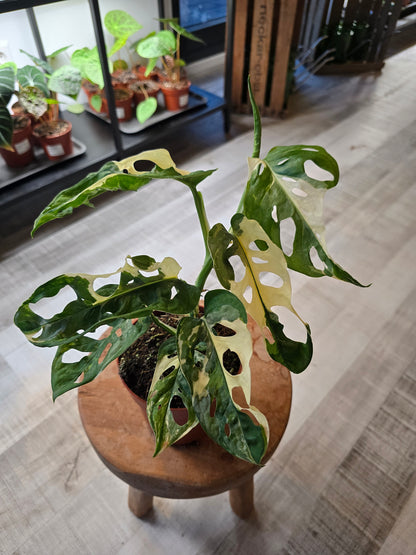 Monstera adansonii variegata