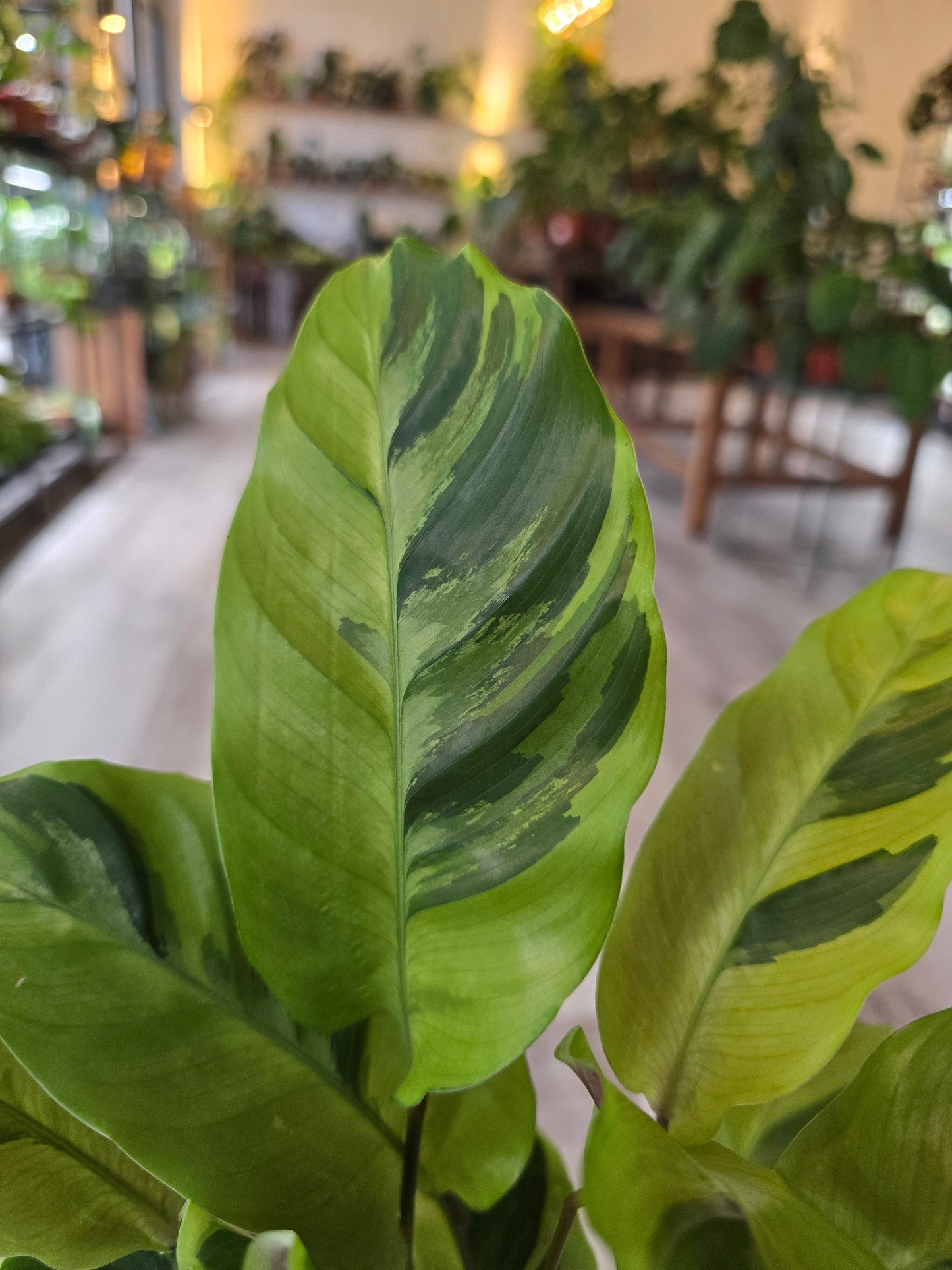 Calathea 'Yellow Miracle'