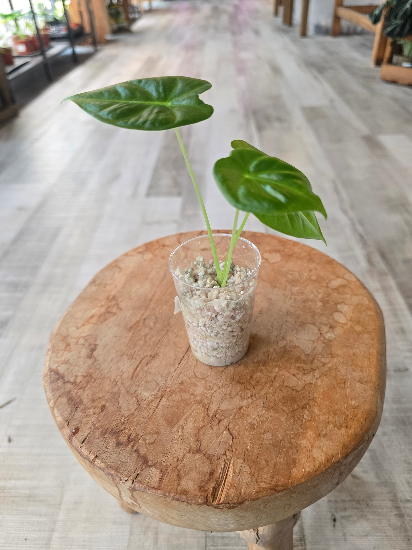 Alocasia Frydek (JP)
