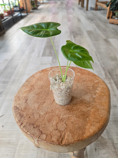 Alocasia Frydek (JP)