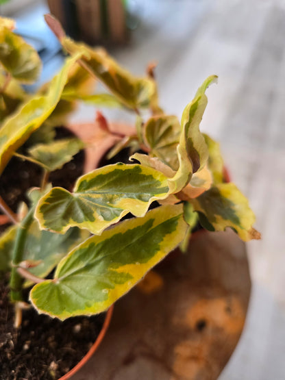 Begonia Dainty Spray Sport var