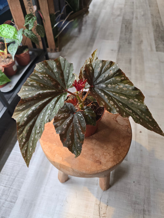 Begonia Aiai