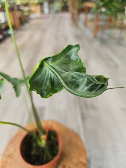 Alocasia Teletubbies