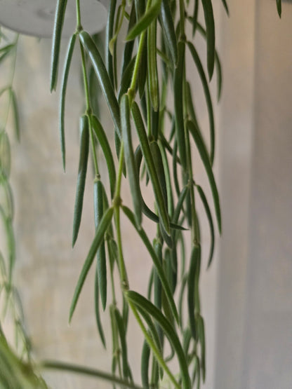Hoya Linearis