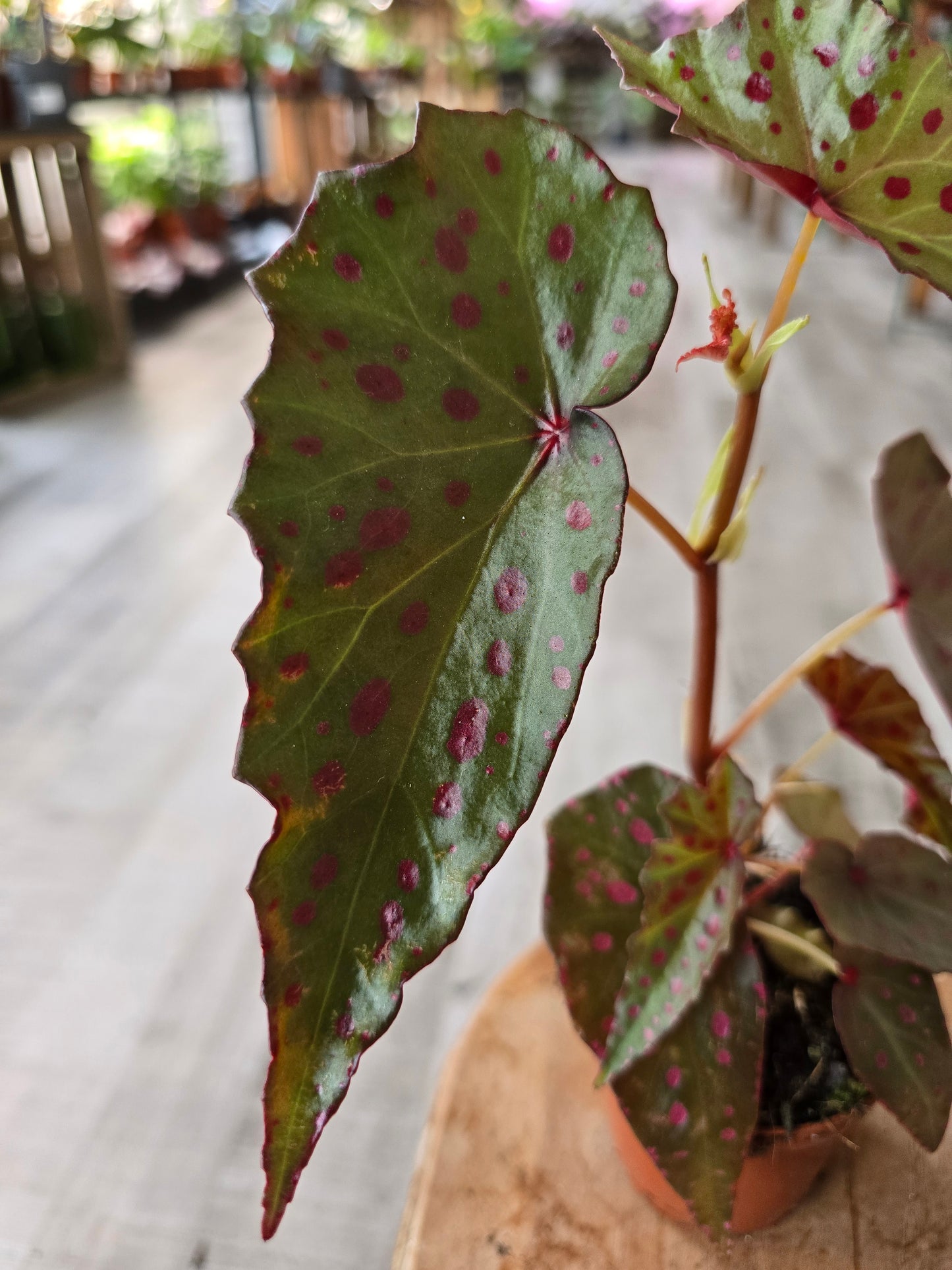 Begonia Amphioxus x Malachosticta
