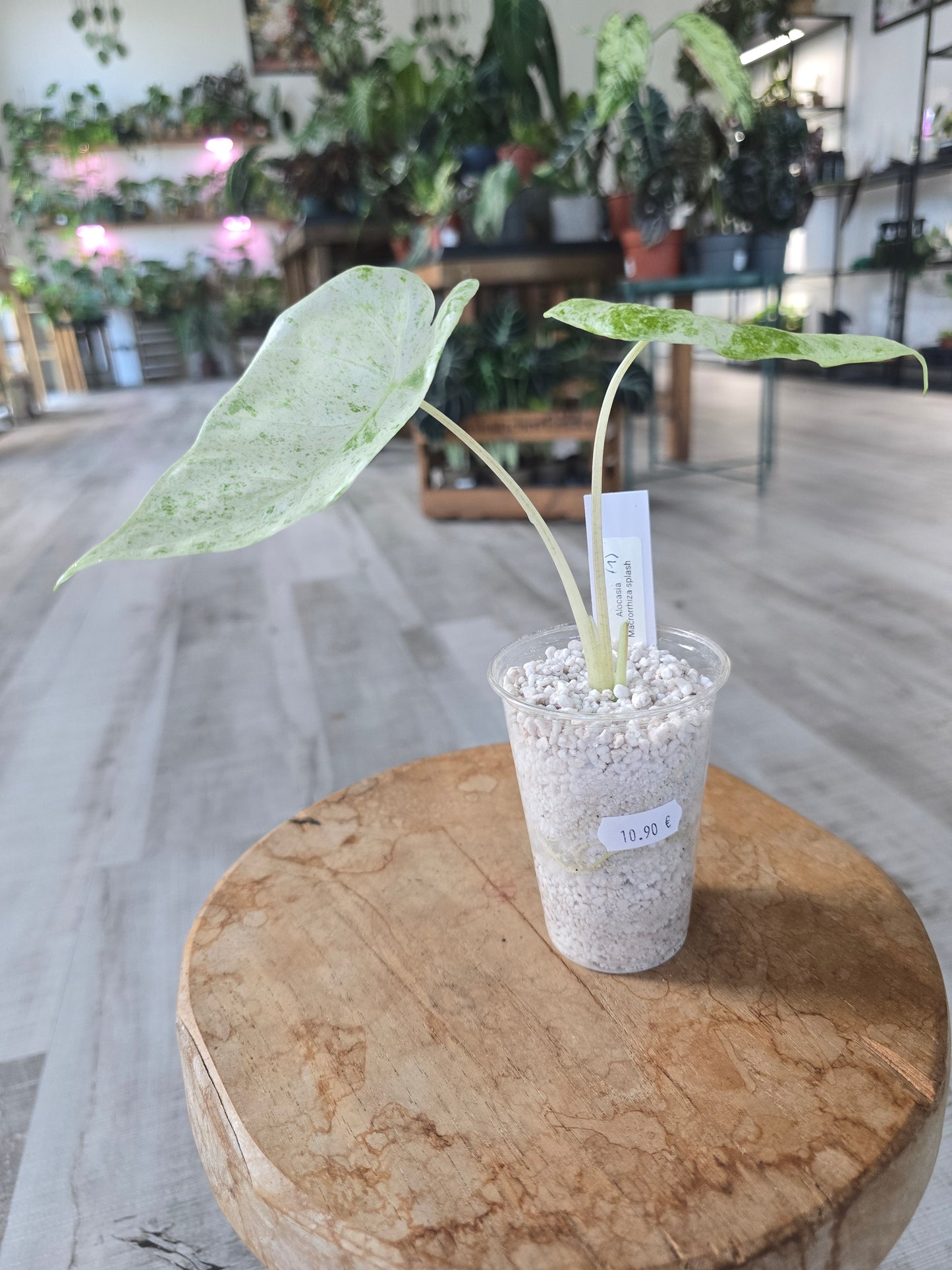 Alocasia Macrorrhiza Splash (JP1)
