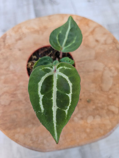 Anthurium Michelle x (Zara x Michelle)
