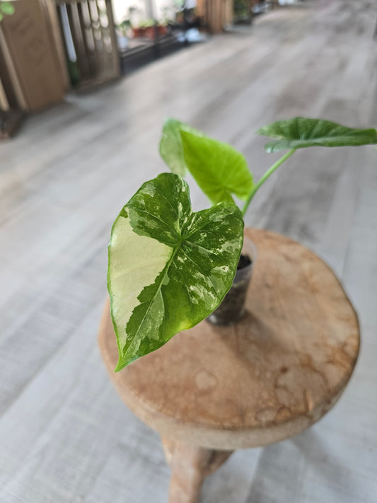 Alocasia Gageana albo/mint (JP)