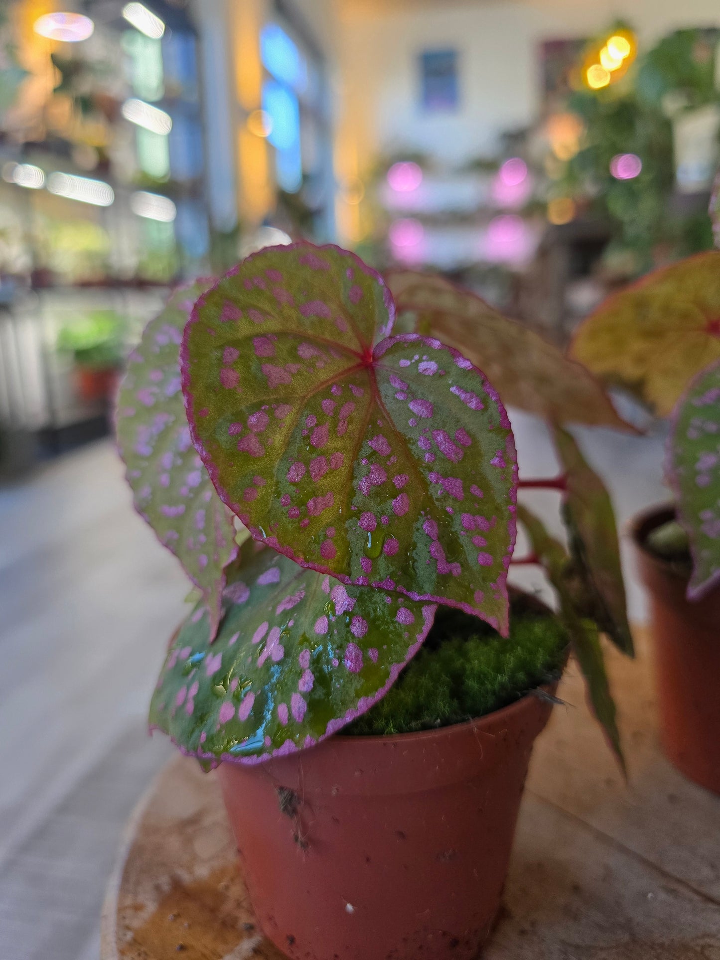 Begonia Muara Wahau