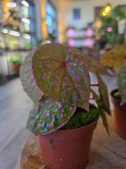 Begonia Muara Wahau