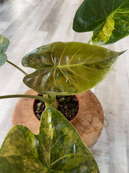 Alocasia wentii 'Aurea'