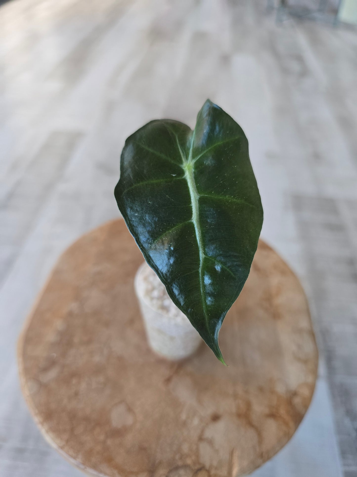 Alocasia Polly (JP)