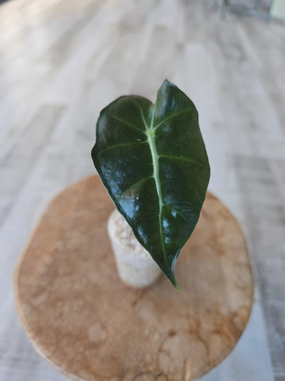 Alocasia Polly (JP)