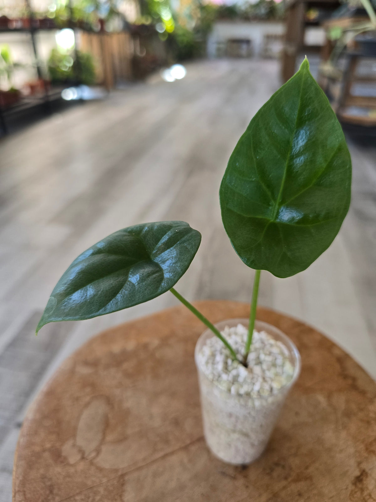 Alocasia Sinuata (JP)