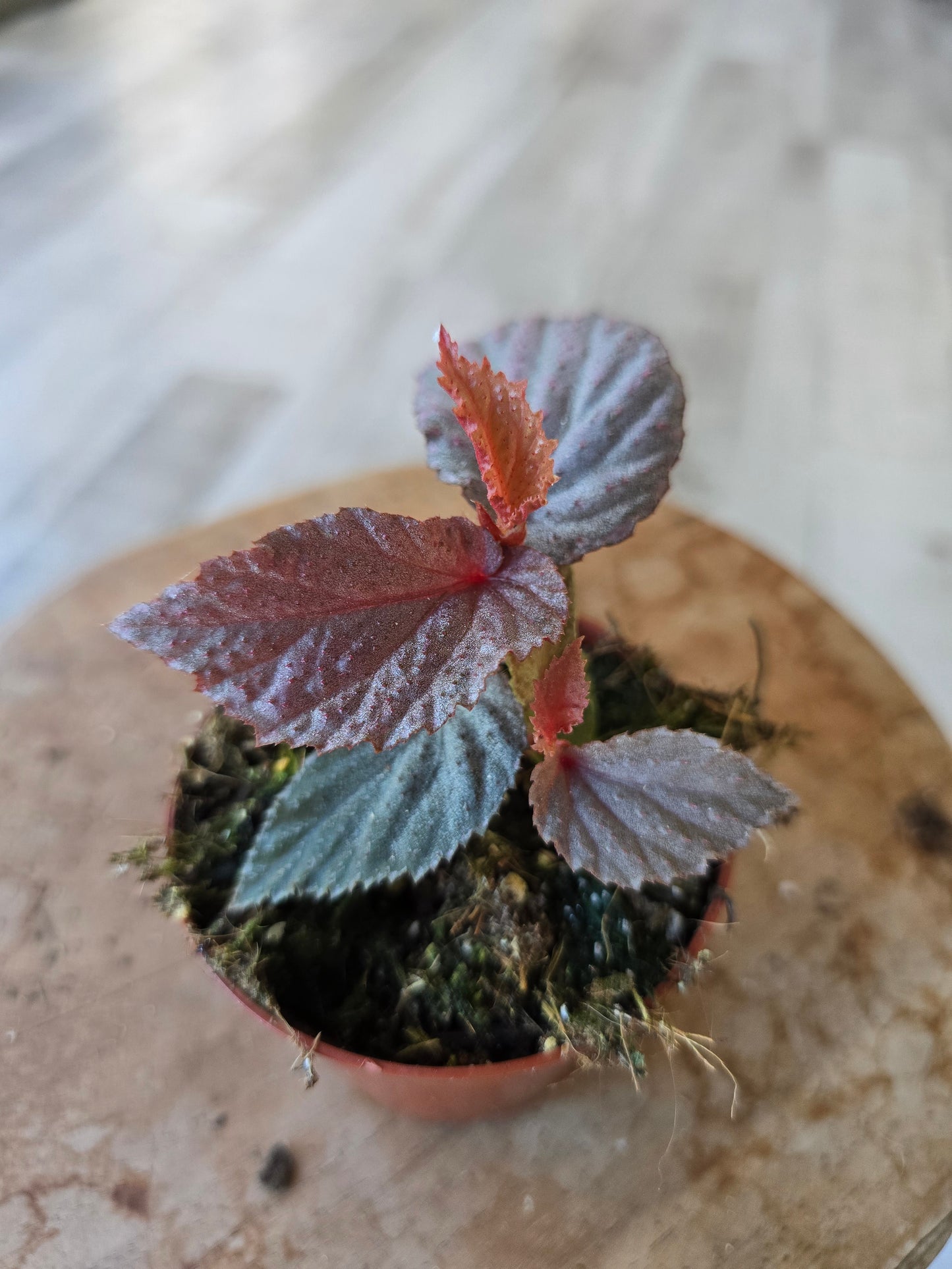 Begonia Lamriana silver