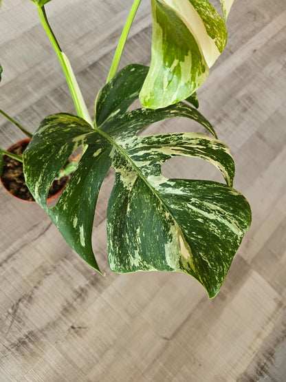 Monstera deliciosa variegata (2)