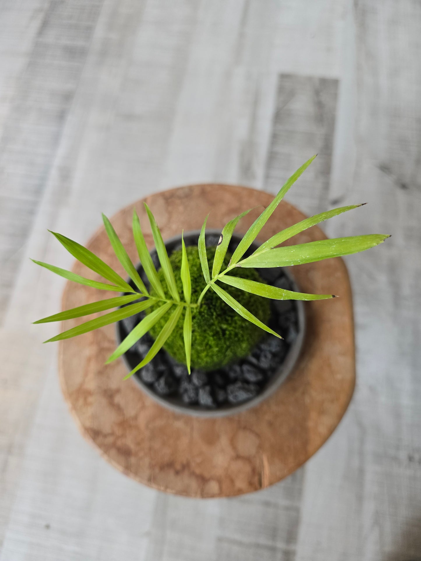 Parlor Palm (Chamaedorea elegans) Kokedama