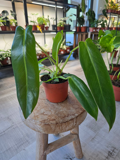 Philodendron spiritus-sancti