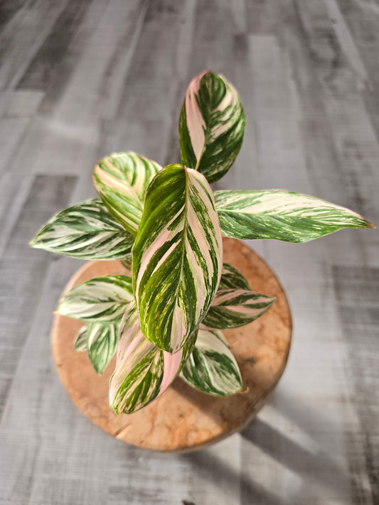 Calathea Glaza (LS 51)