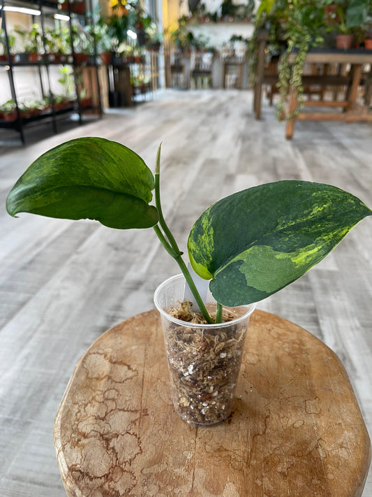 Scindapsus Jade Satin variegata(JP)