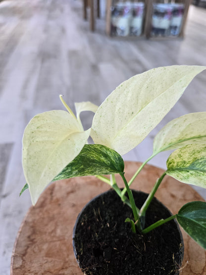 Monstera laniata mint variegata