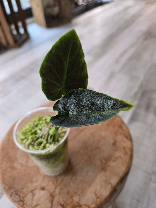 Alocasia Antoro Velvet (JP)