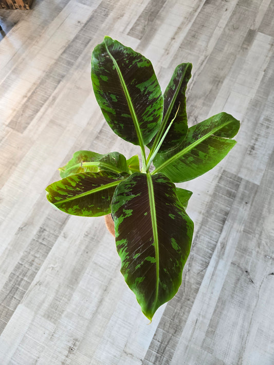 Musa Dwarf Cavendish