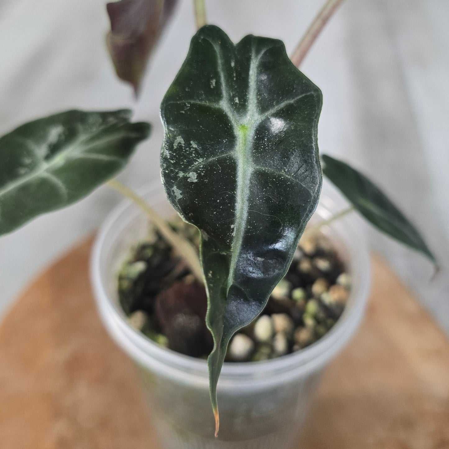 Alocasia Polly variegata (low variegated P1)