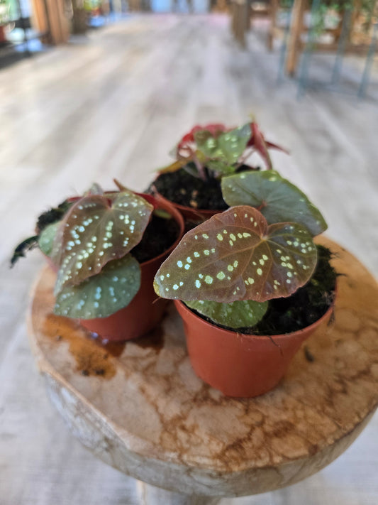 Begonia Pandora