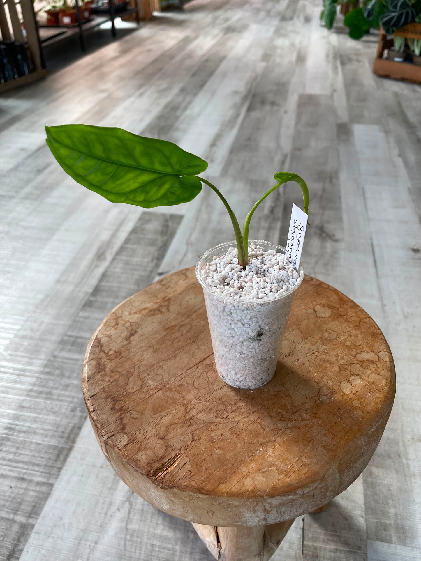 Syngonium Steyermarkii (JP)