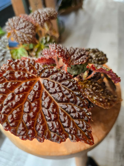 Begonia Ferox