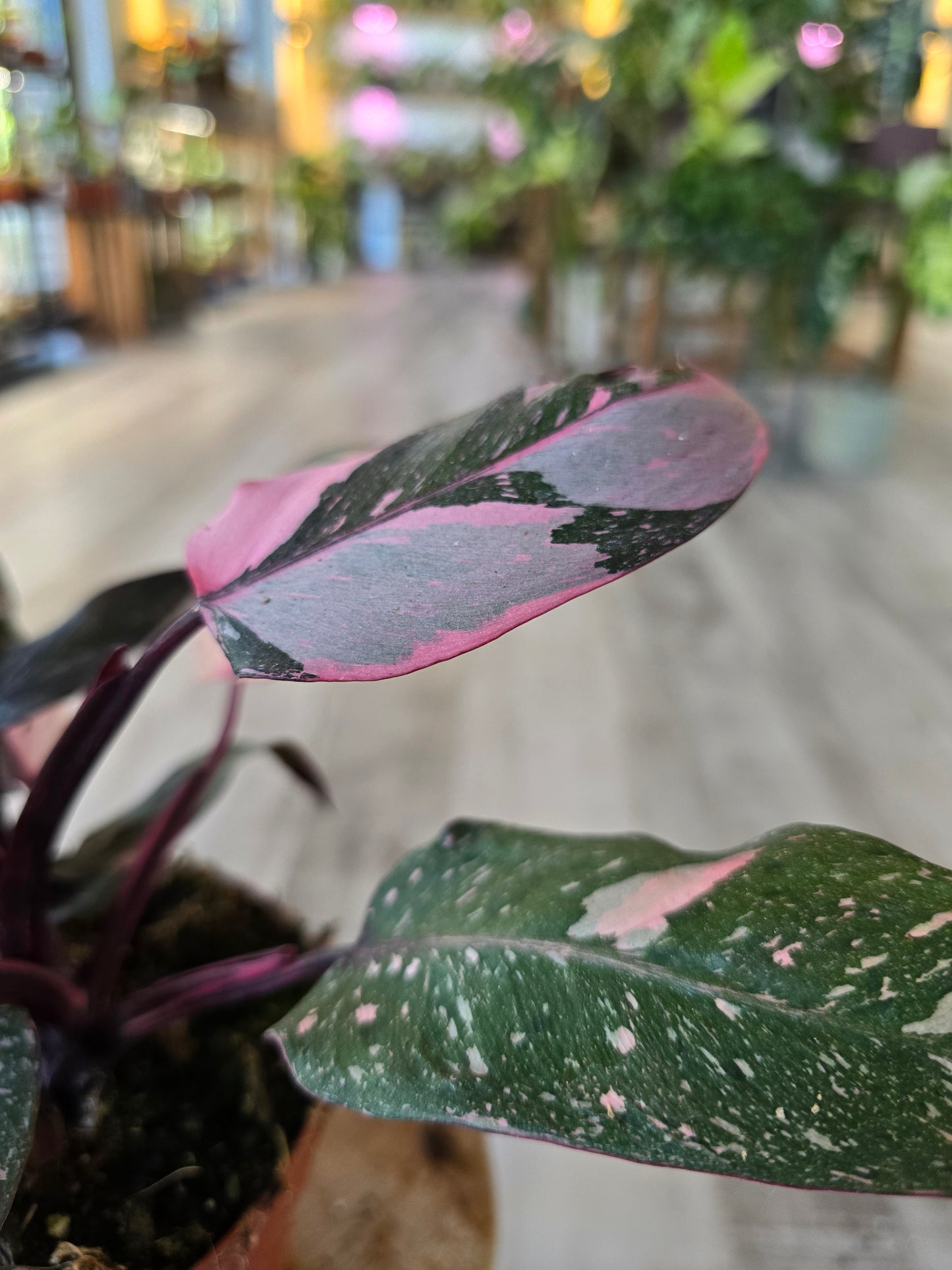 Philodendron Pink Princess Marble