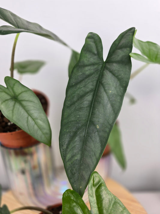 Alocasia Heterophylla 'Corazon'
